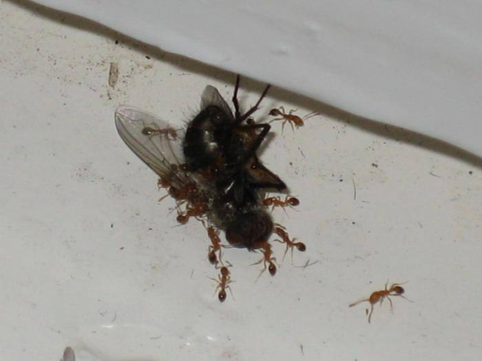 Кушают муху