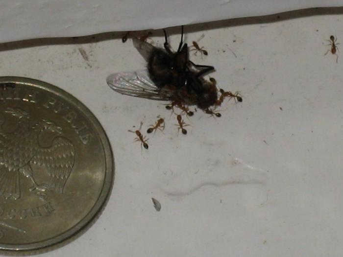 Трапеза в самом разгаре