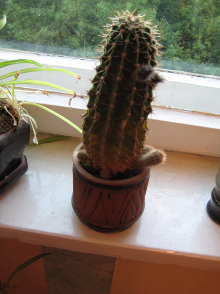 Тот самый кактус