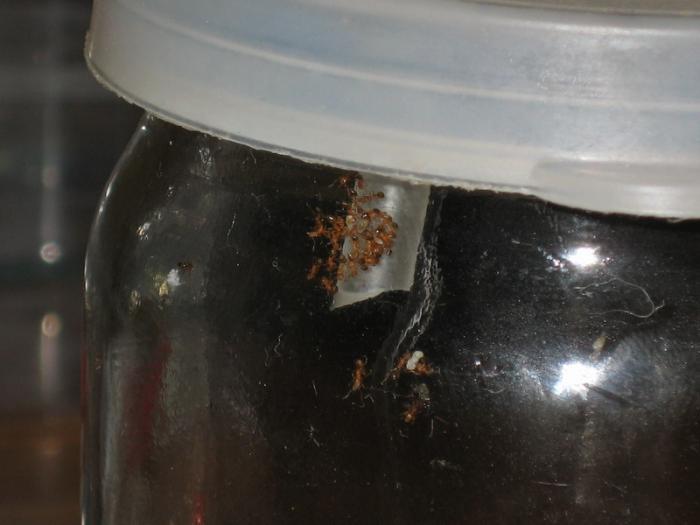 Фараоны в банке