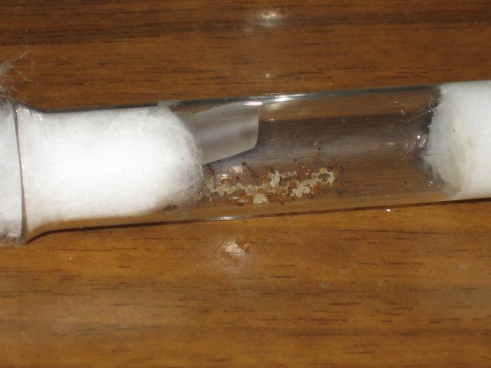 Фараоны в пробирке