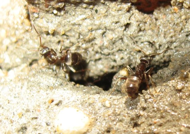27_leto_lasius_3.JPG