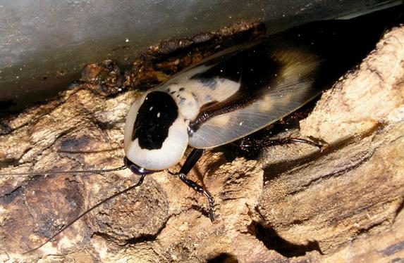 Таракан мертвая голова (Blaberus craniifer)