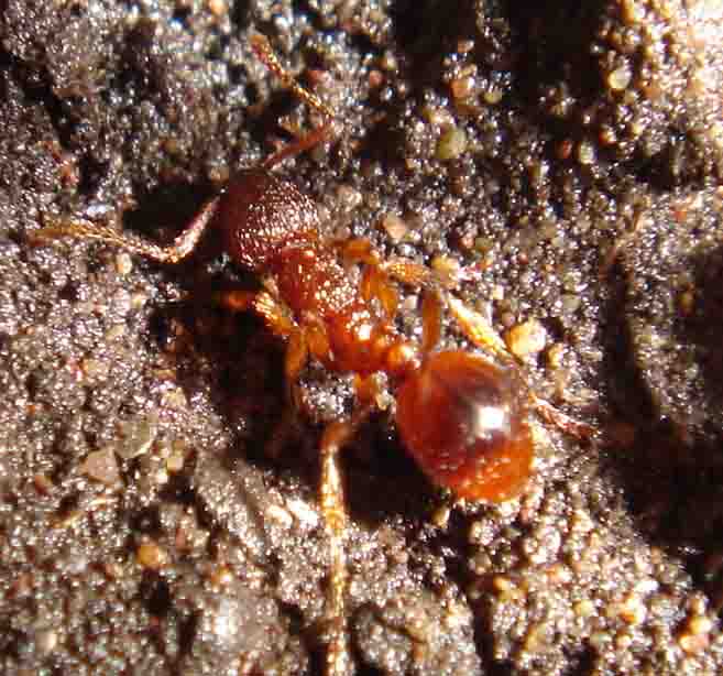 Myrmica