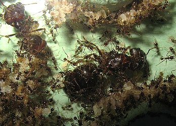 Pheidologeton diversus