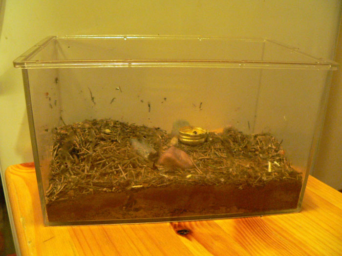 Антфарм вид сбоку