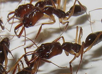 Odontomachus rixosus