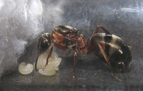 муравьиные личинки