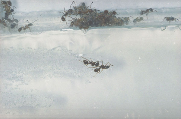 ants1.jpg