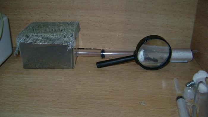 формикарий