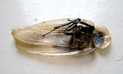 Таракан мертвая голова (Blaberus craniifer)
