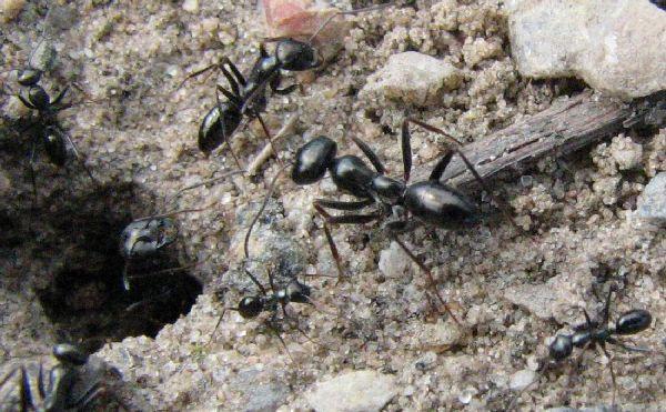 Cataglyphis aenescens