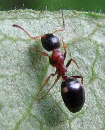 Dolichoderus quadripunctatus