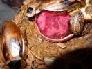 Blaberus craniifer - Мертвая голова