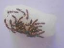 Ponera coarctata