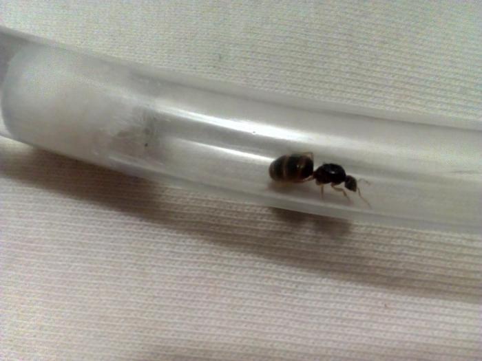 тоже желтый 