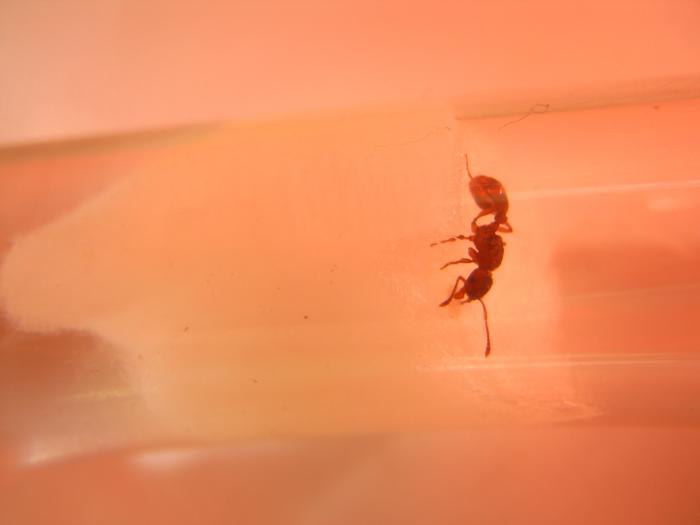 Тут обнаружил режим "супермакро".jpg