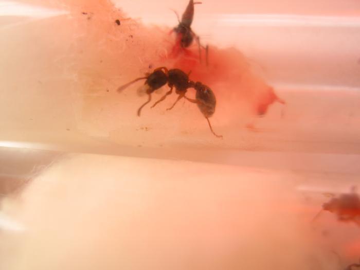 А это достался сытый комар.jpg