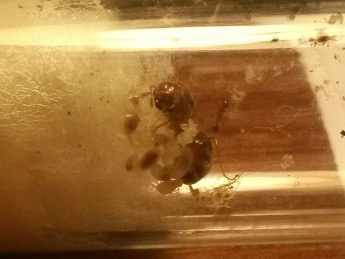 расплод на сегодня