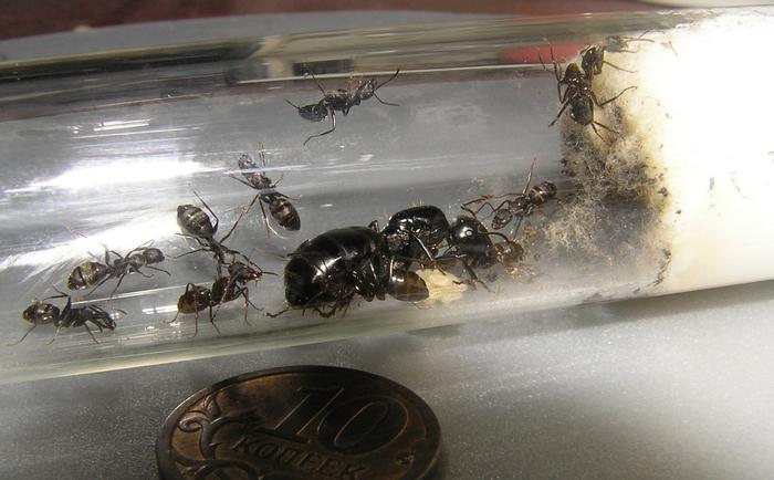 Семья в сборе.