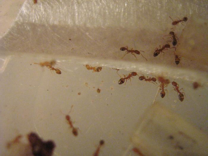 Monomorium pharaonis