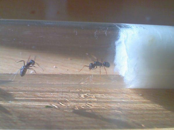 матка номер один, цвет черный, лапки светло коричневые, спокойна, вместе со всем