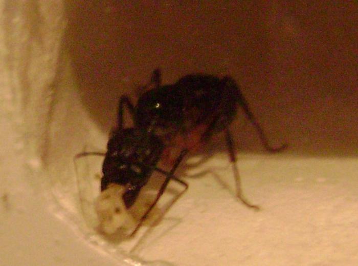 Кларимонда держит личинок