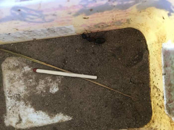 Camponotus Herculianus