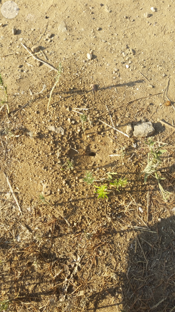 Общий вид гнезда