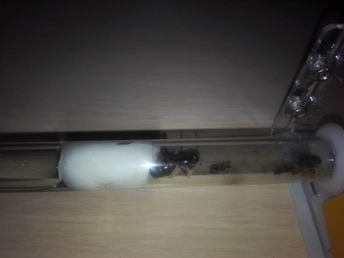 camponotus ligniperda