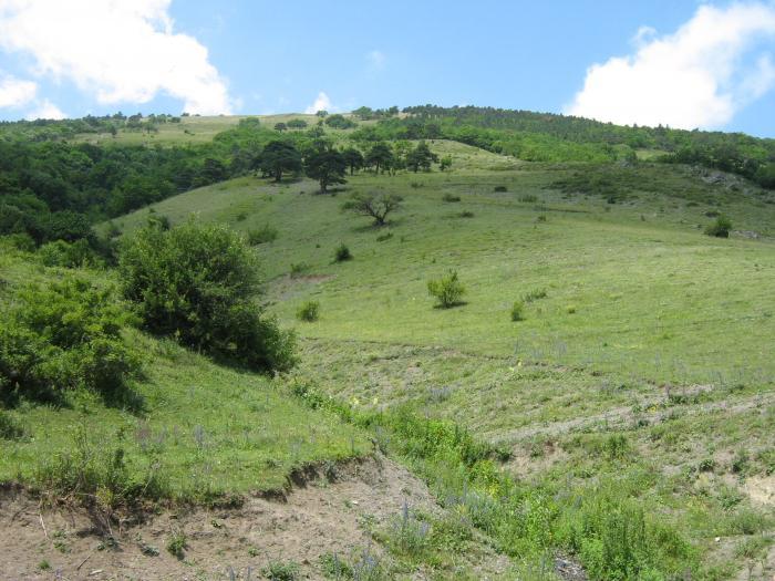 Склон горы, где много муравейников