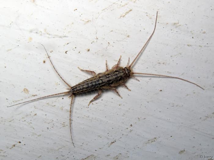 чешуйница гигантская