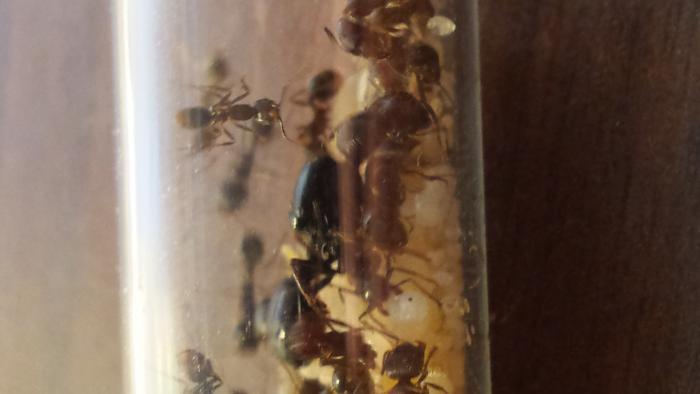 А это моя попытка сфотографировать матку.