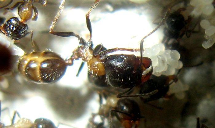 Молодь с раплодом