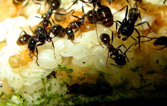 Участок кладки