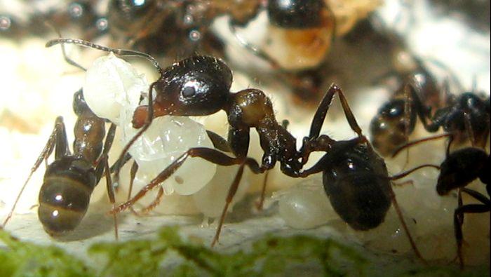 молодь с расплодом2