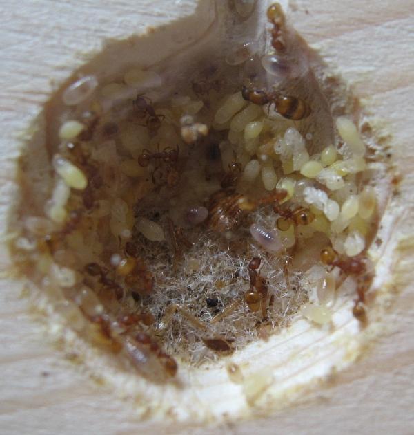 Камеры и их население крупным планом (Камера 1).