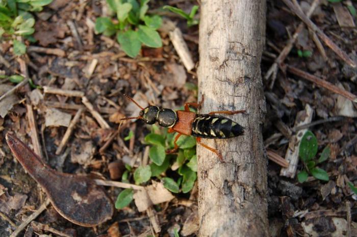 Стафилин на охоте