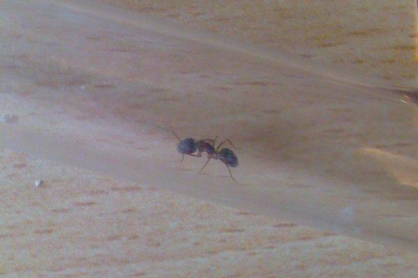 матка номер два, грудь и лапки светло-коричневые, беспокойна, с рабочими не кант