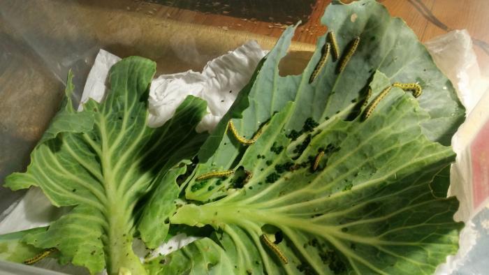 Внутренности