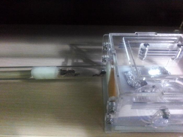 camponotus ligniperda2