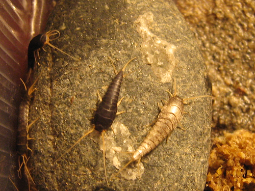 два варианта окраски