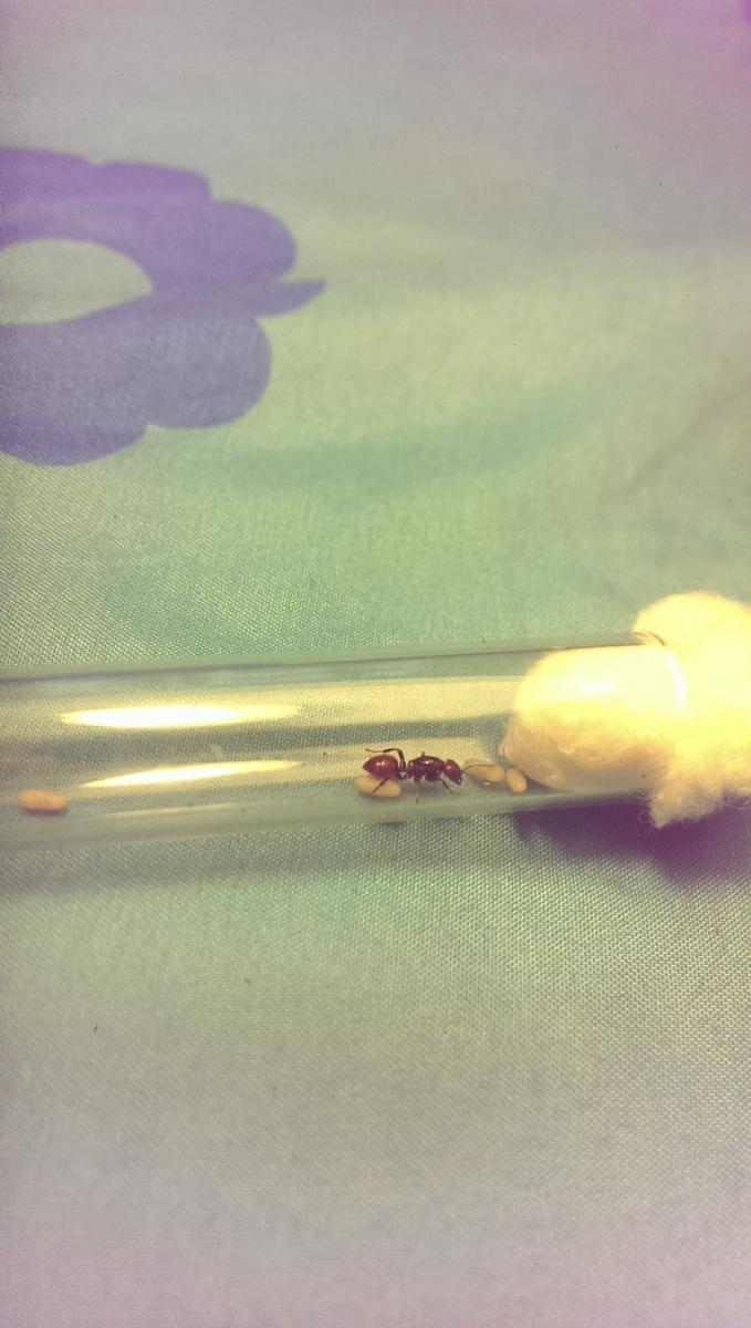 пойманая сегодня матка