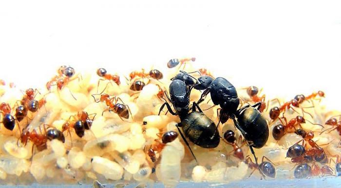 Ну тут кампонотусы с... Брахимирмексом? Ну что-то типа того)