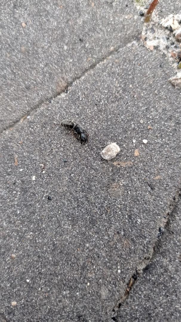 Вот фото муравья для определения вида