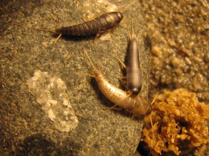 Чешуйницы на камне. Справа виден кусок корма (поеденного)