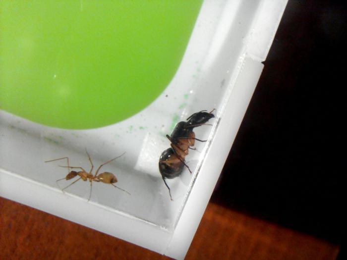 Моя прекрасная царица!