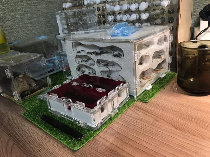 Акриловый, гипсовый формикарий для Camponotus