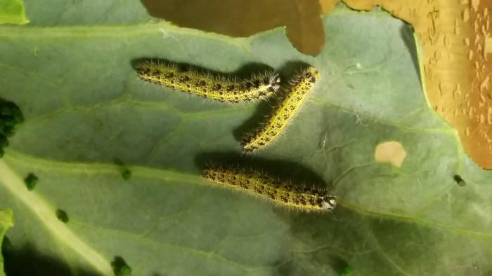 Очешуенное фото