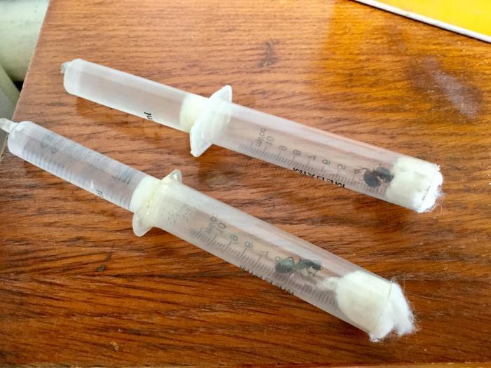 Camponotus Herculianus